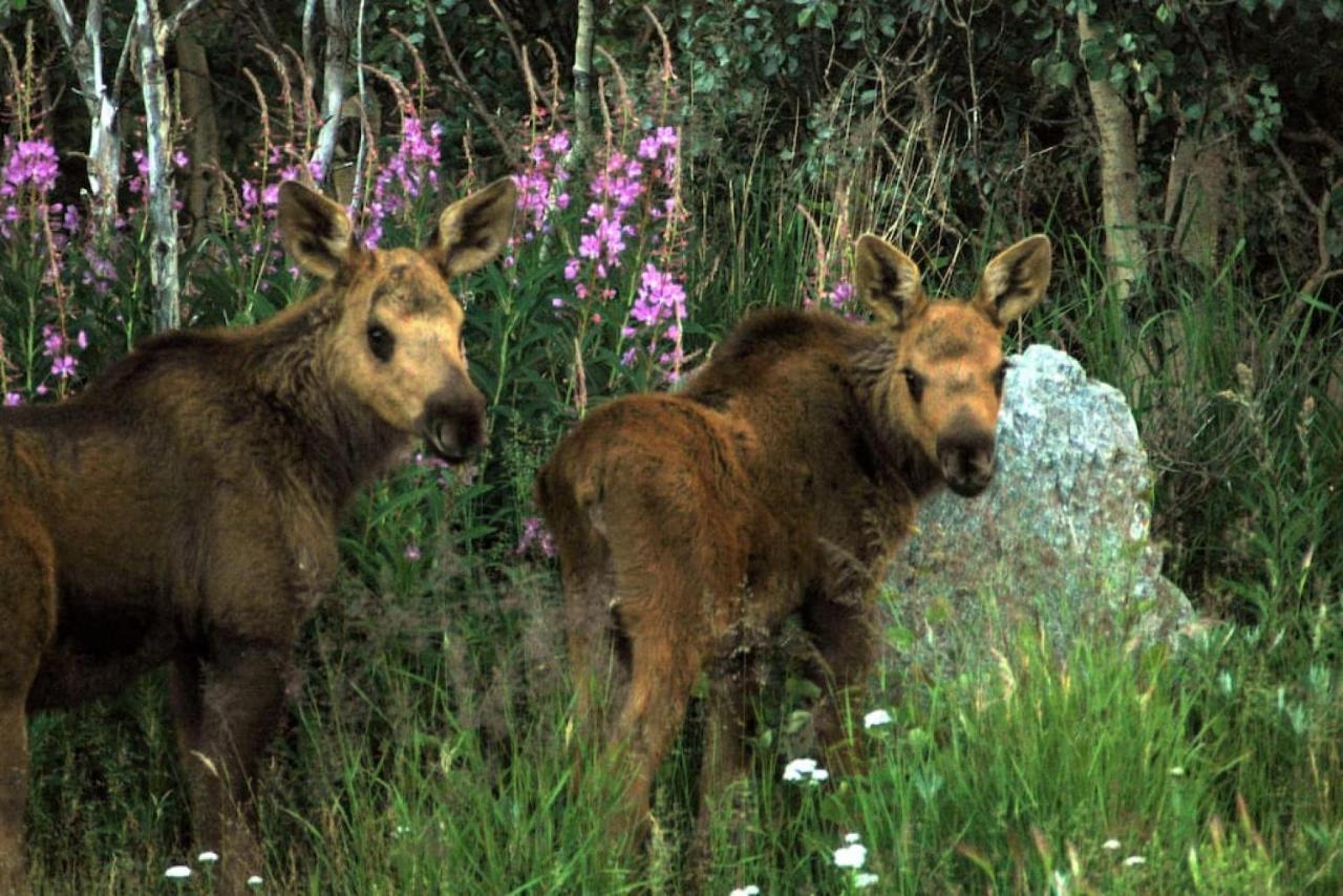 Denali Park 2 Bedroom Mom In Law Healy Zewnętrze zdjęcie