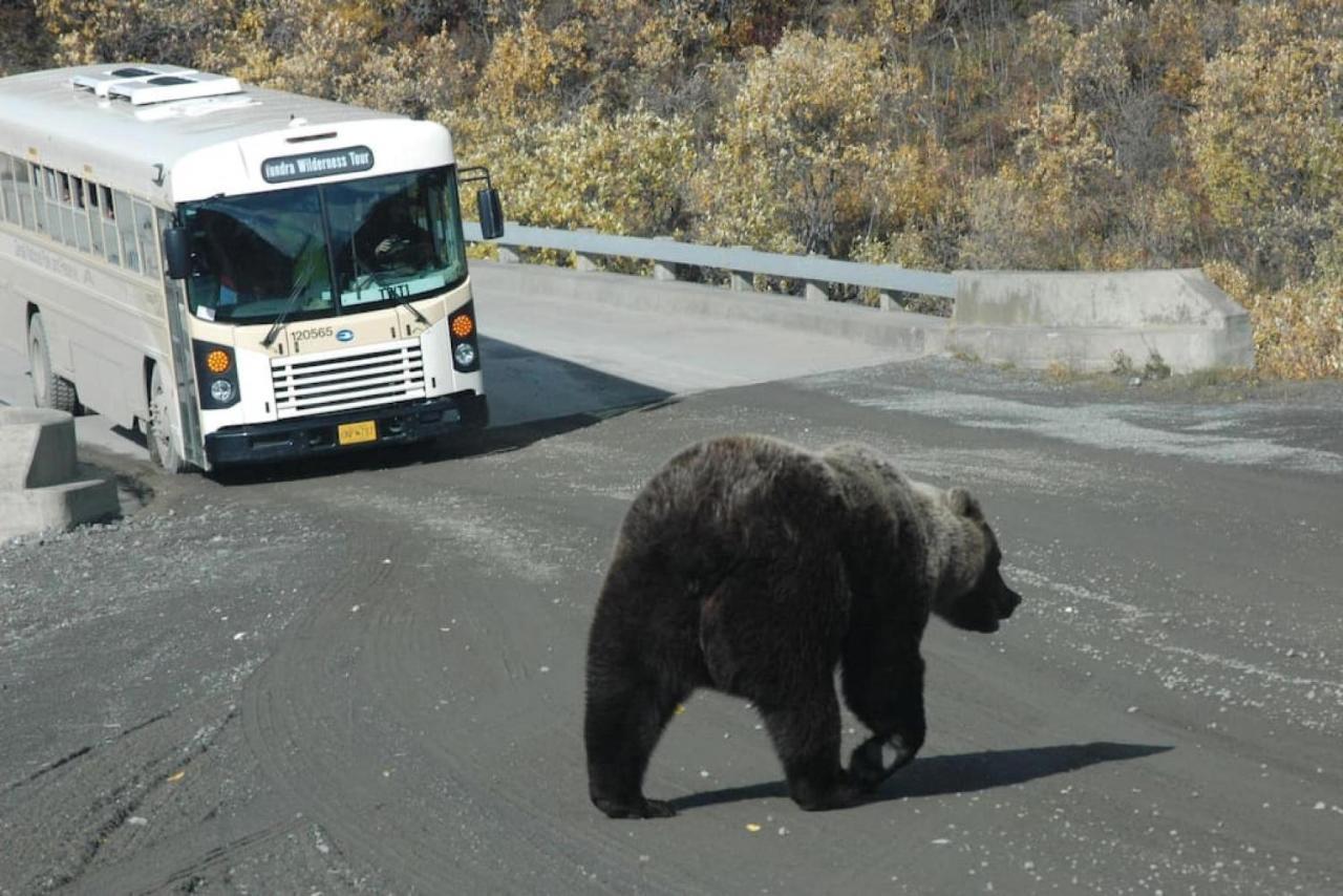 Denali Park 2 Bedroom Mom In Law Healy Zewnętrze zdjęcie